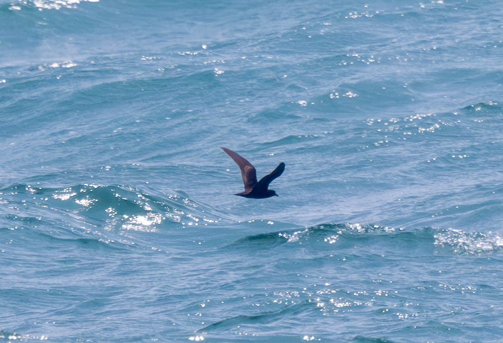 Bulwer's Petrel - ML639707814