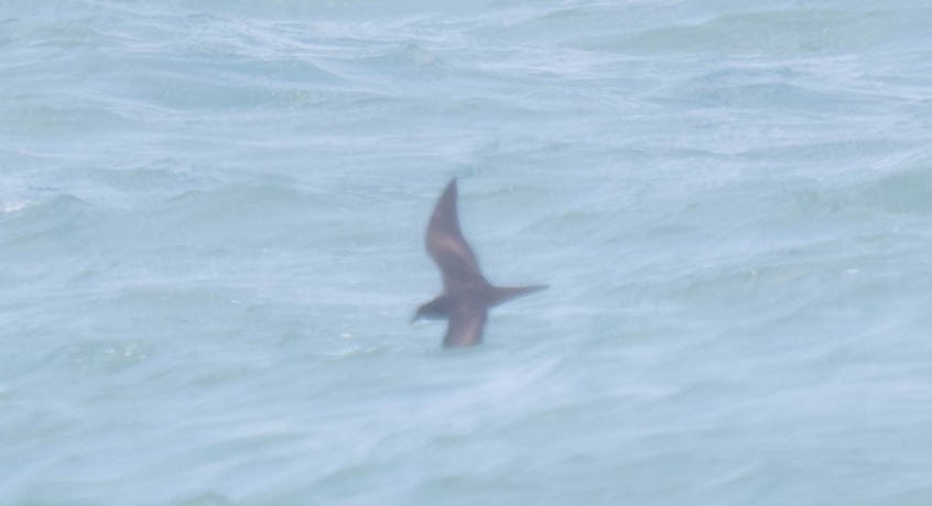 Bulwer's Petrel - ML639707815