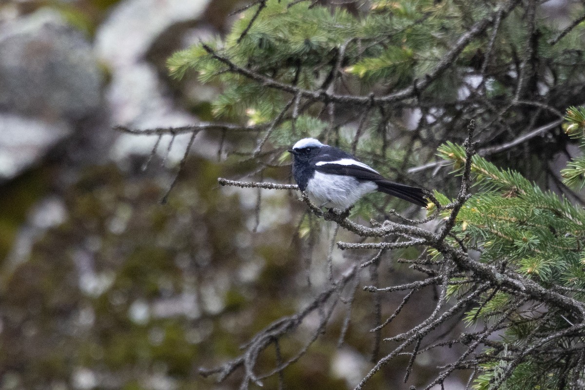 Blue-capped Redstart - ML639707816