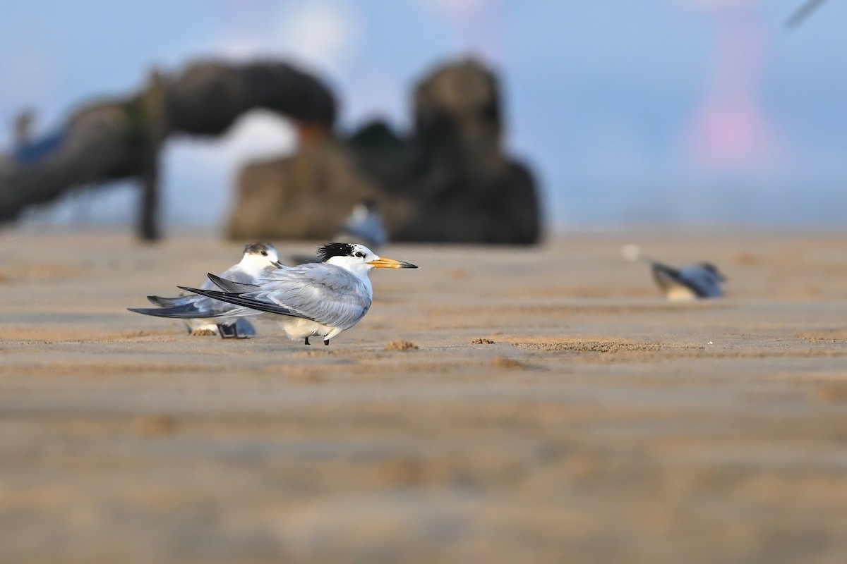 Chinese Crested Tern - ML639707817