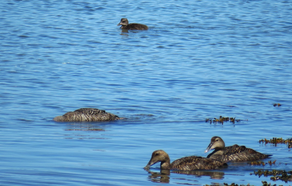 Common Eider - ML639707820