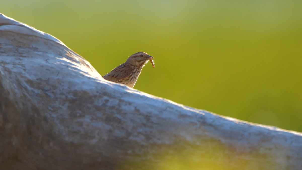 Song Sparrow - ML639707823