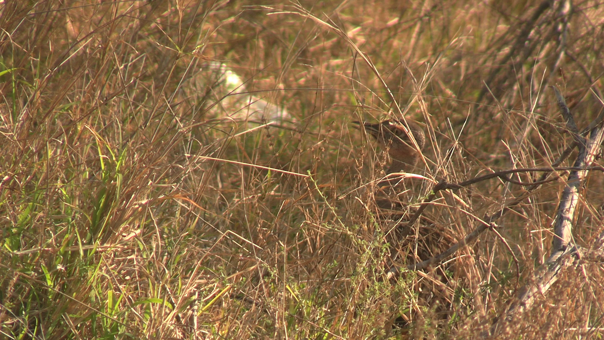 Red-crested Bustard - ML639707825