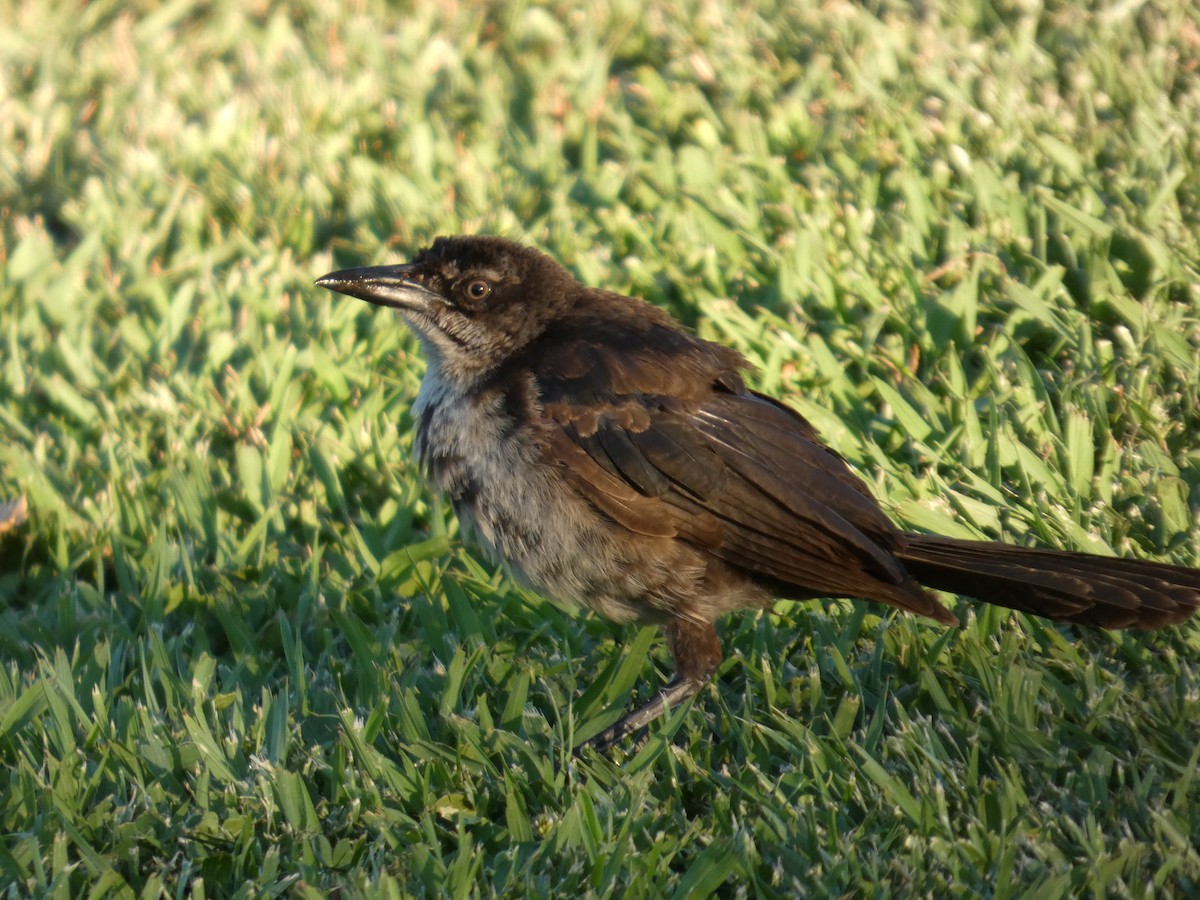Great-tailed Grackle - ML639707828