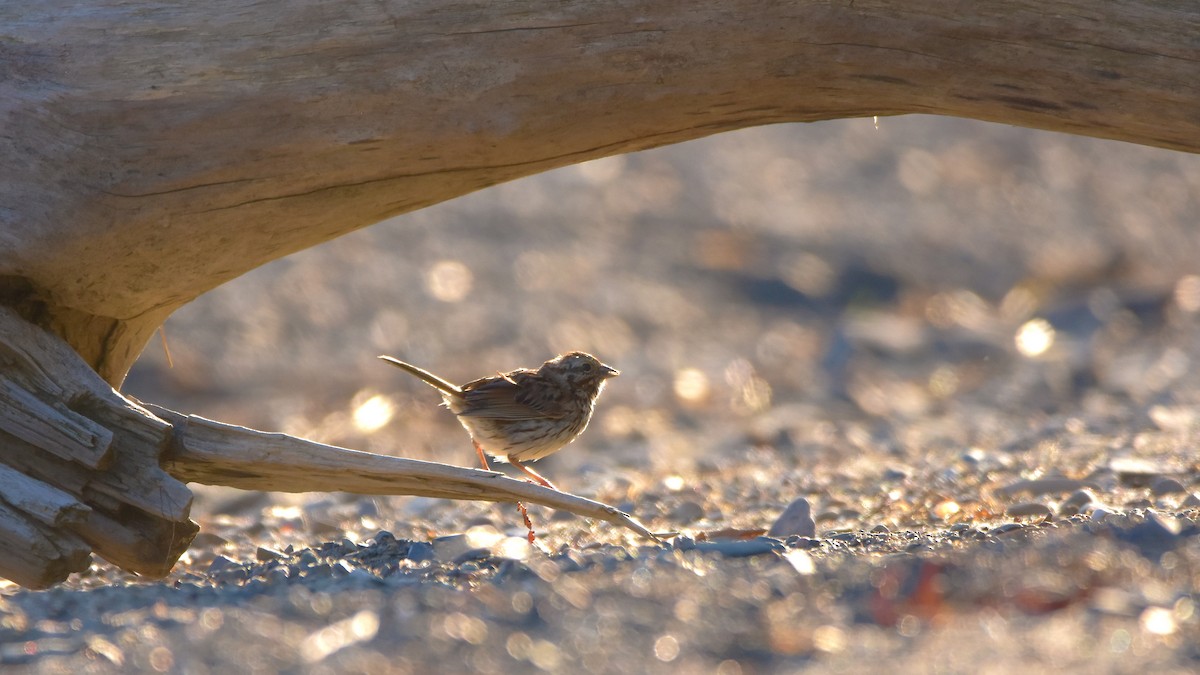 Song Sparrow - ML639707830