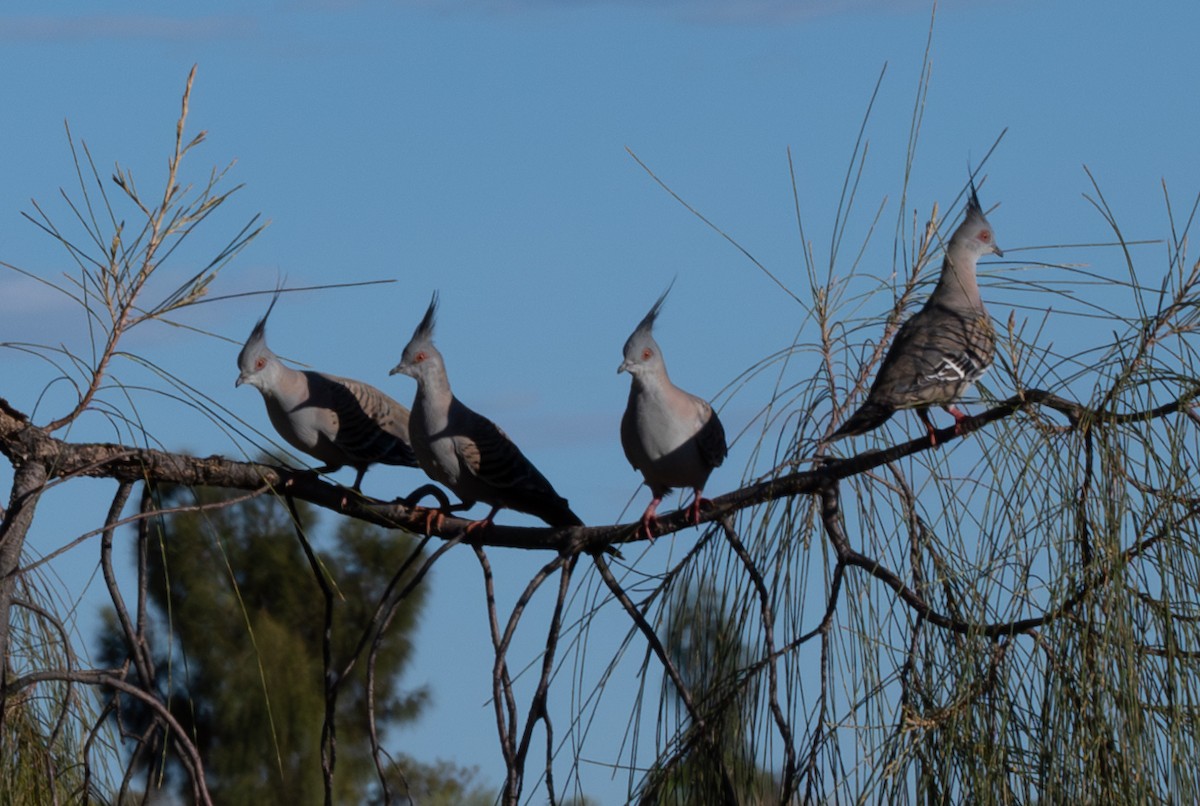 Crested Pigeon - ML639707832