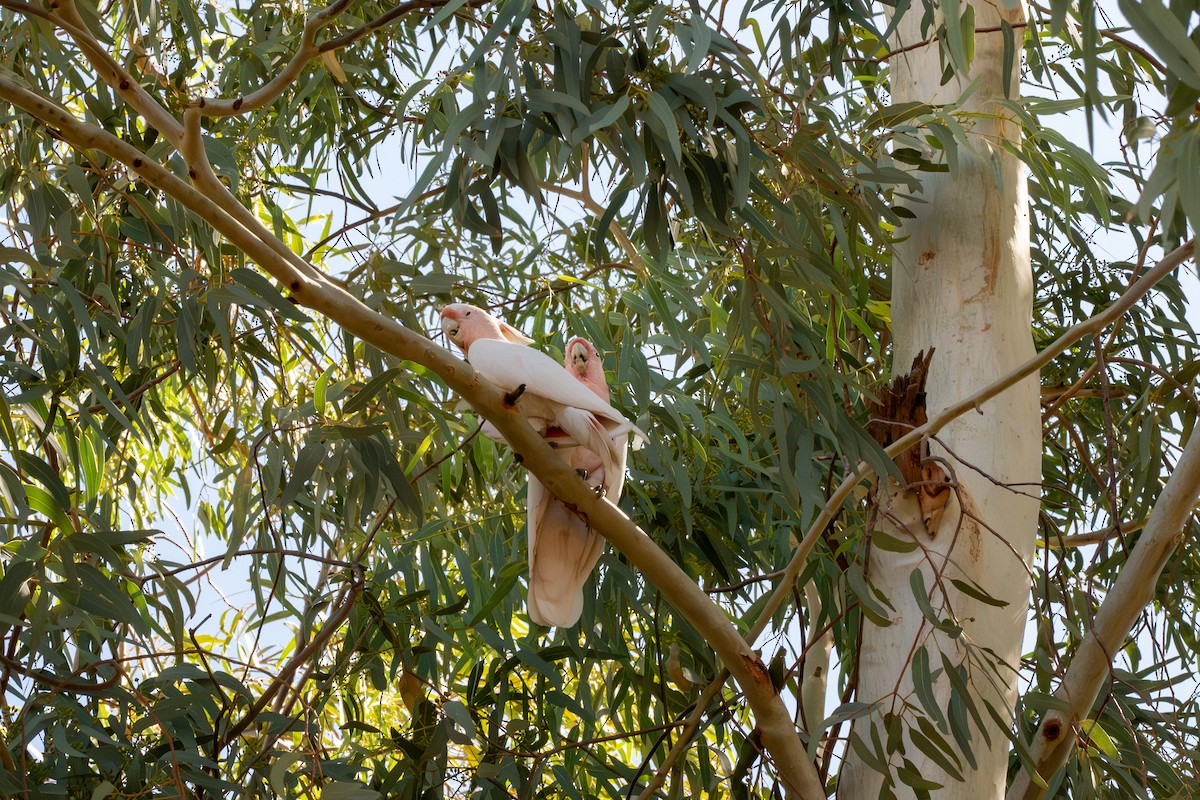 Pink Cockatoo - ML639707834