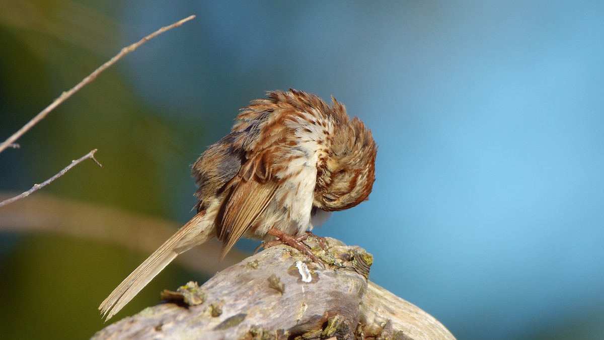 Song Sparrow - ML639707835