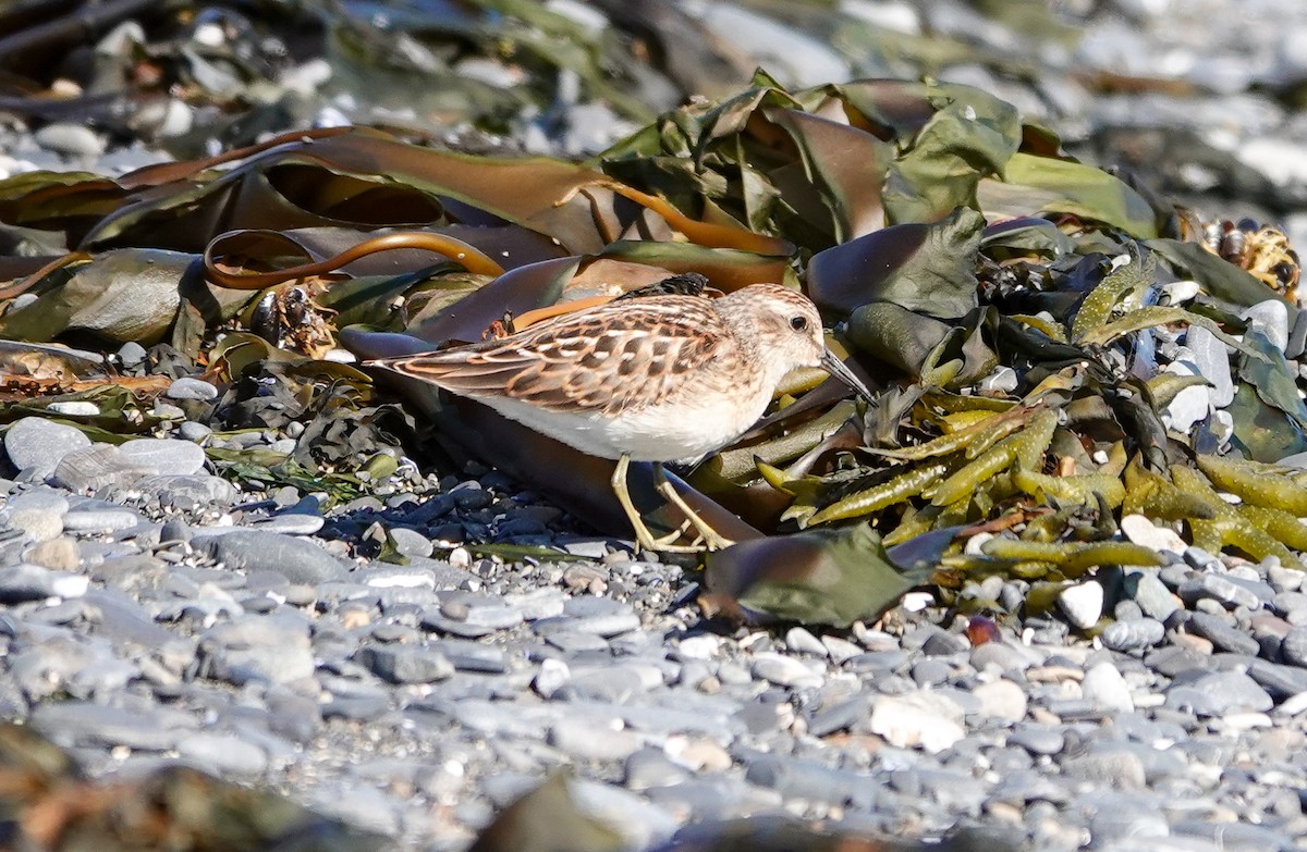 Least Sandpiper - ML639707836