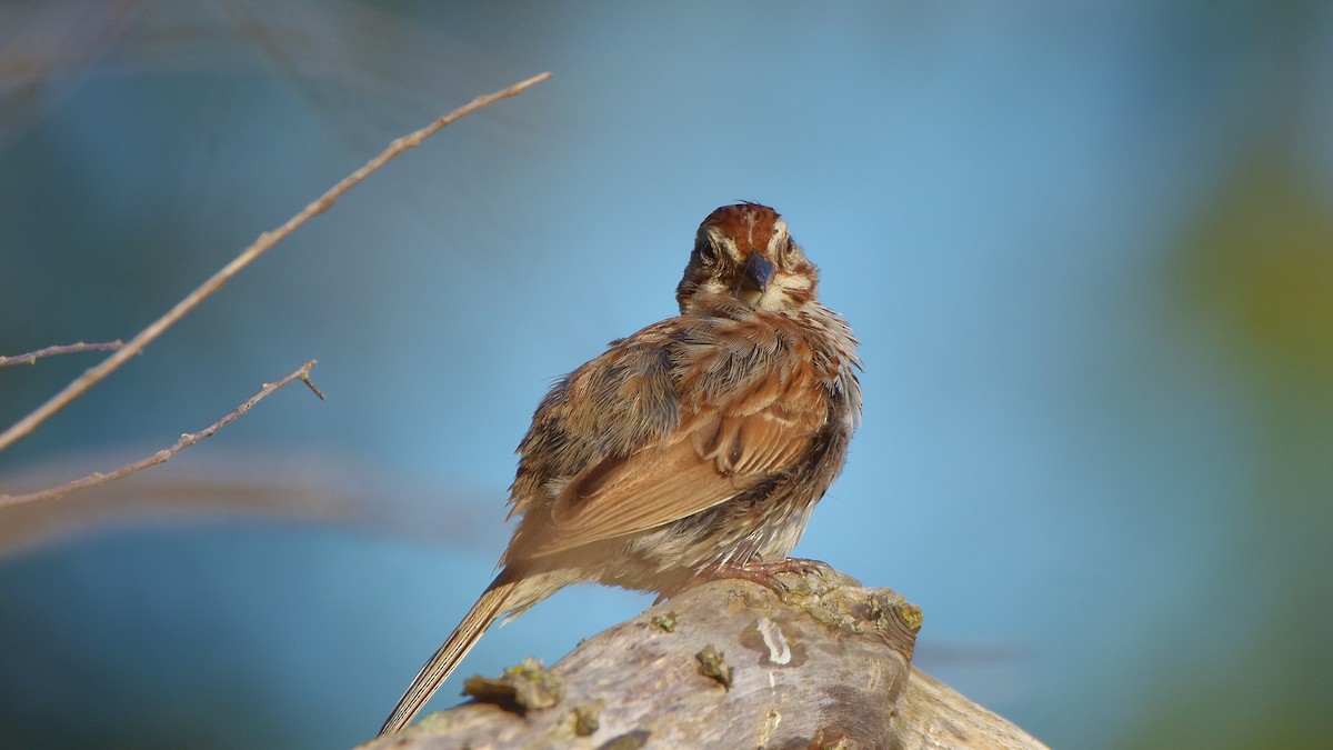 Song Sparrow - ML639707851