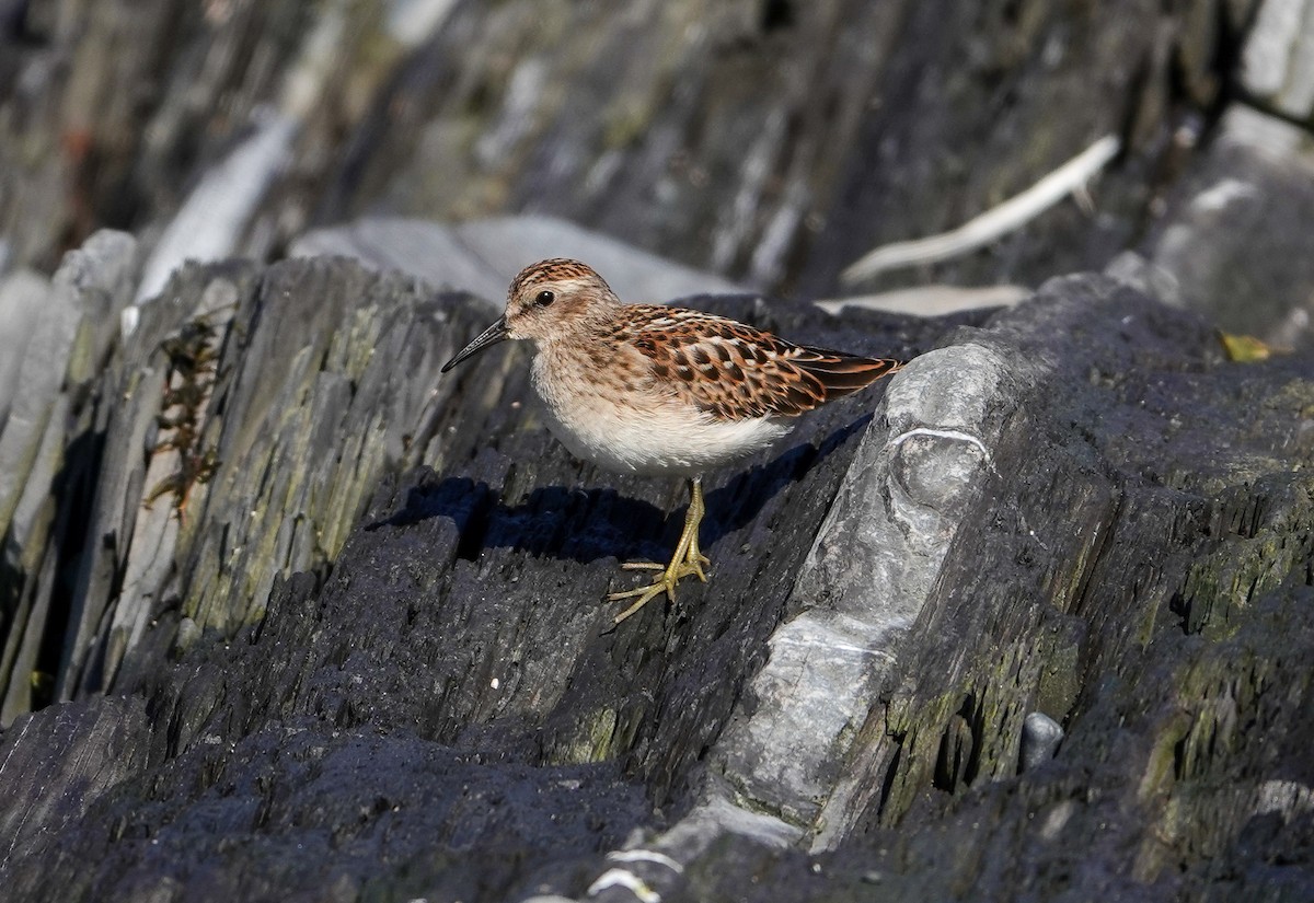 Least Sandpiper - ML639707852