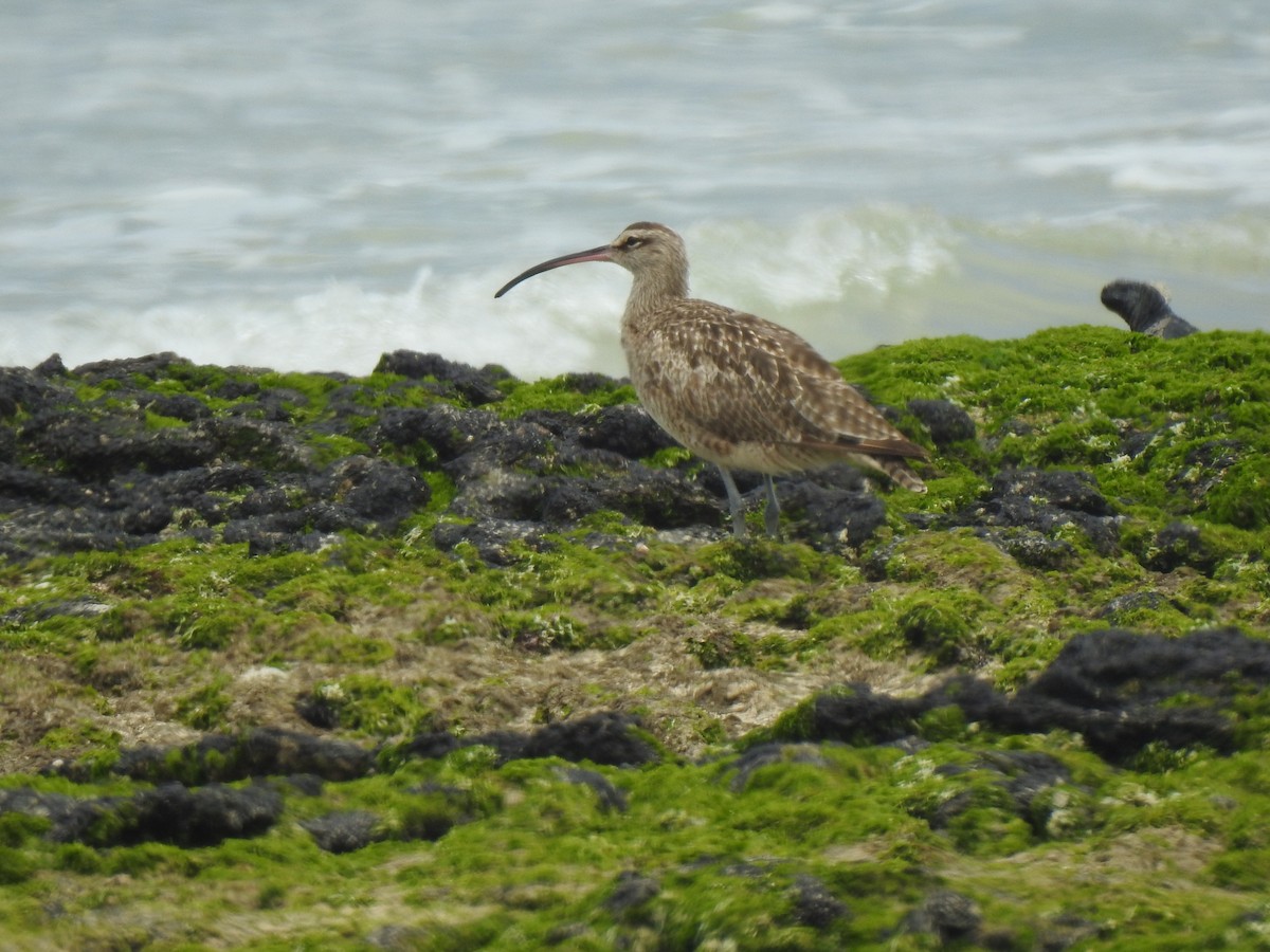 Whimbrel - ML639707854