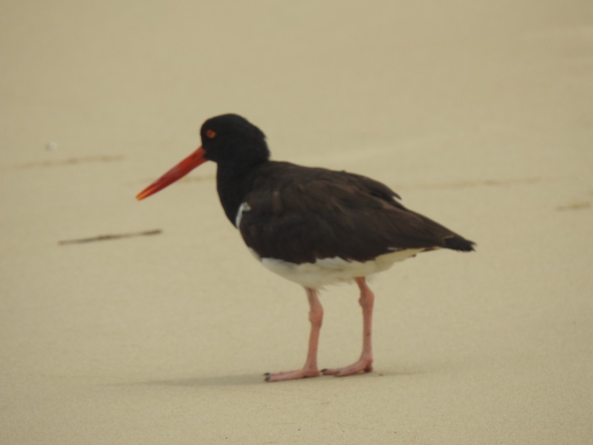 American Oystercatcher - ML639707869