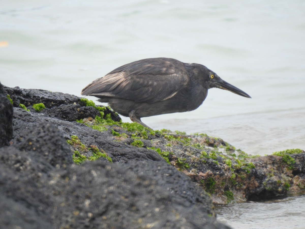 Striated Heron - ML639707889