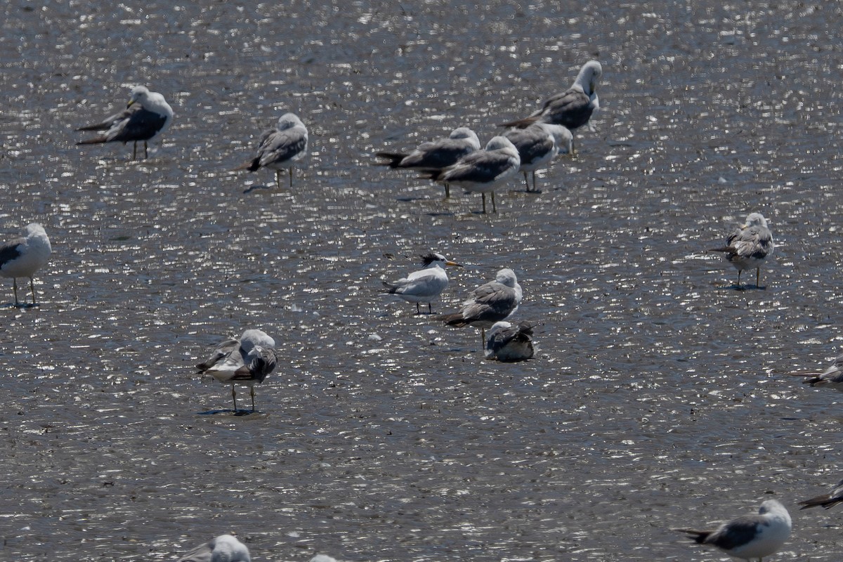 Chinese Crested Tern - ML639707892
