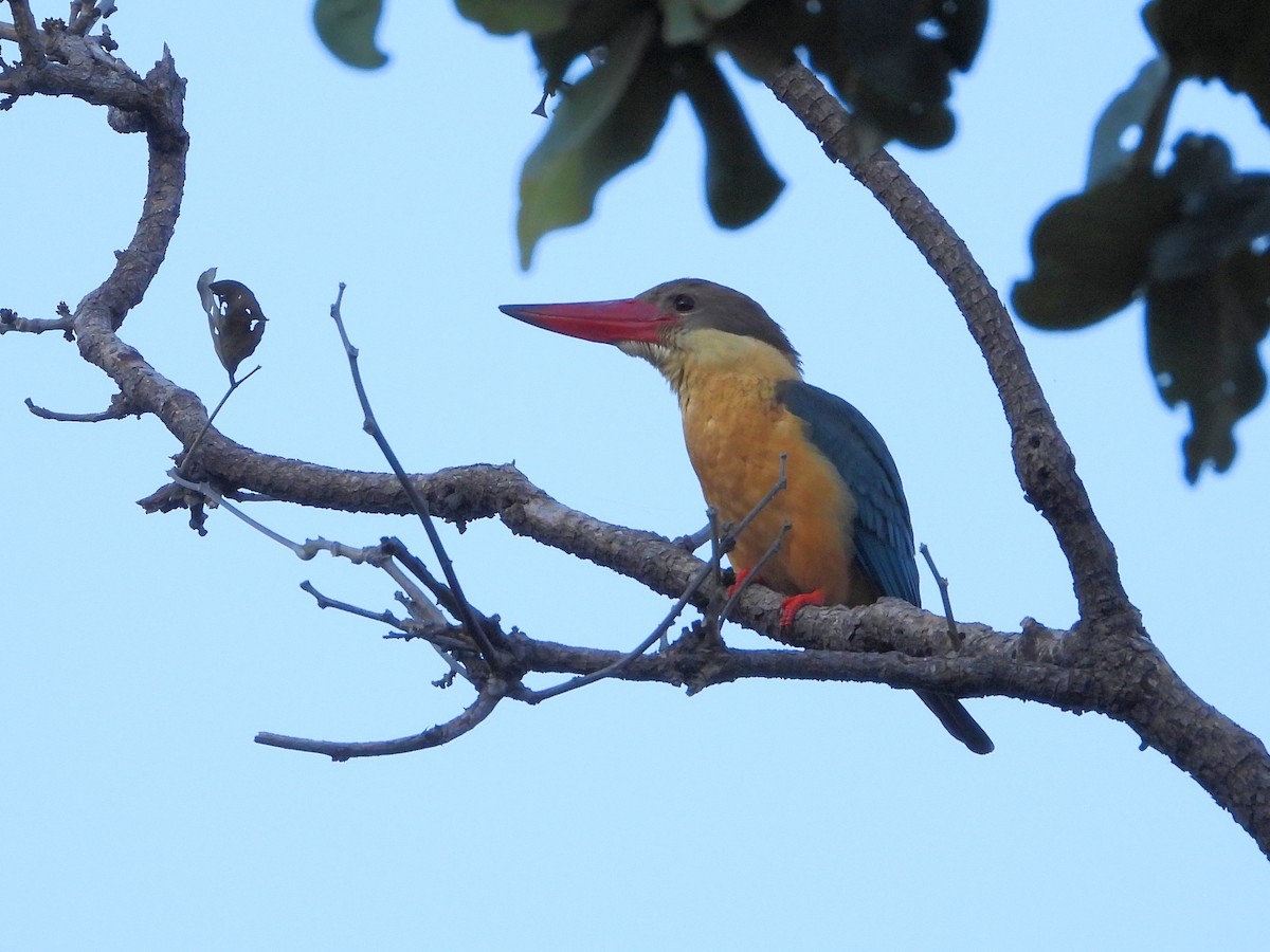 Stork-billed Kingfisher - ML639707907