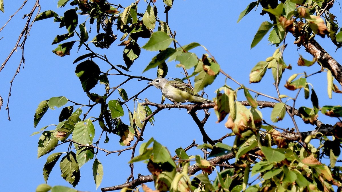 Blue-headed Vireo - ML639707909