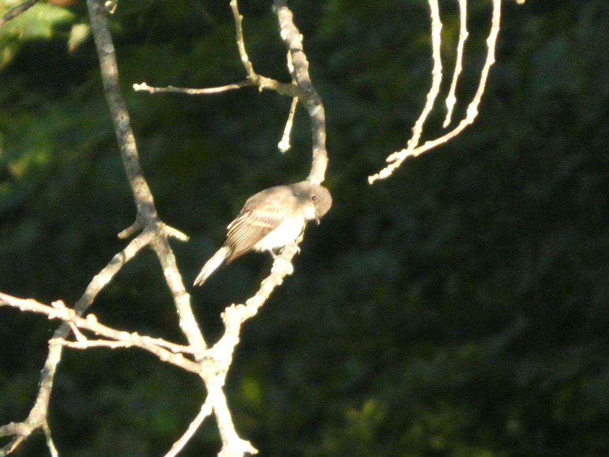 Eastern Phoebe - ML639707912