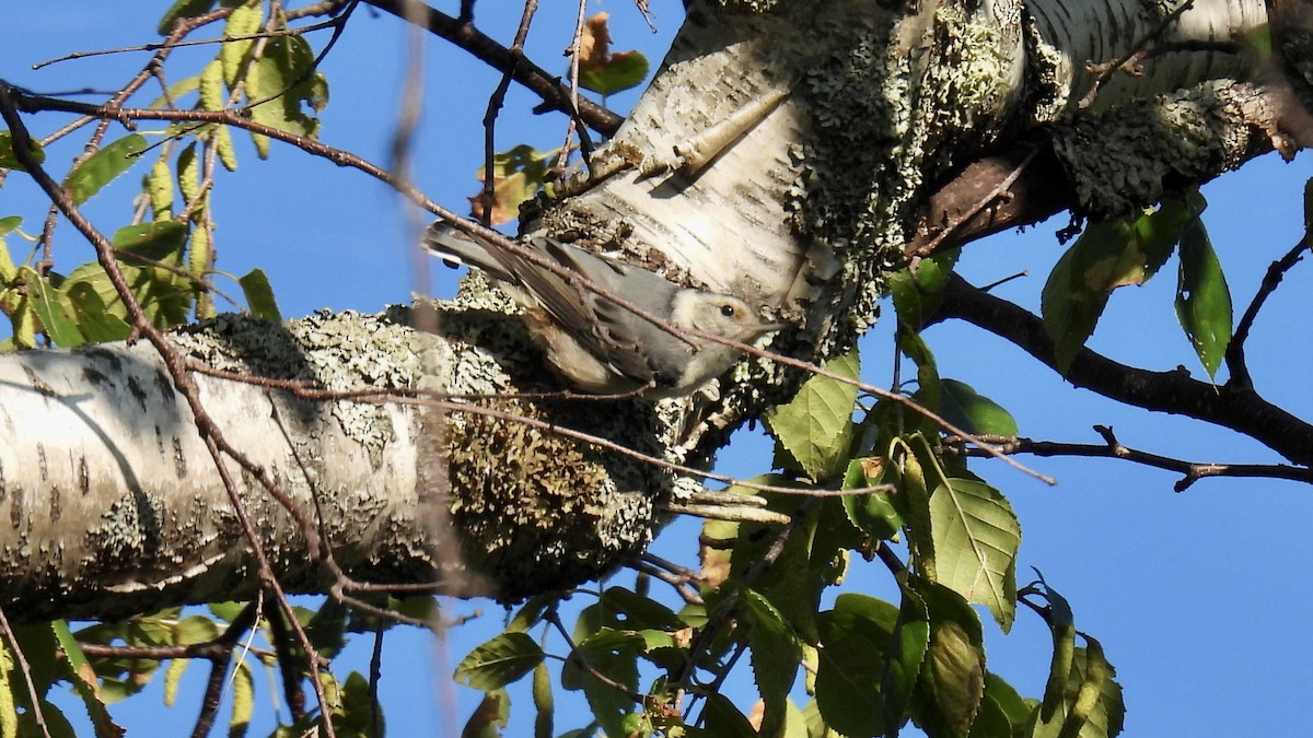 White-breasted Nuthatch - ML639707921