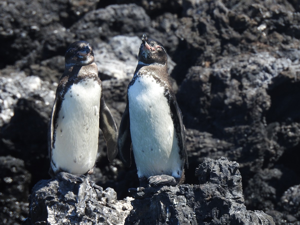 Galapagos Penguin - ML639707926