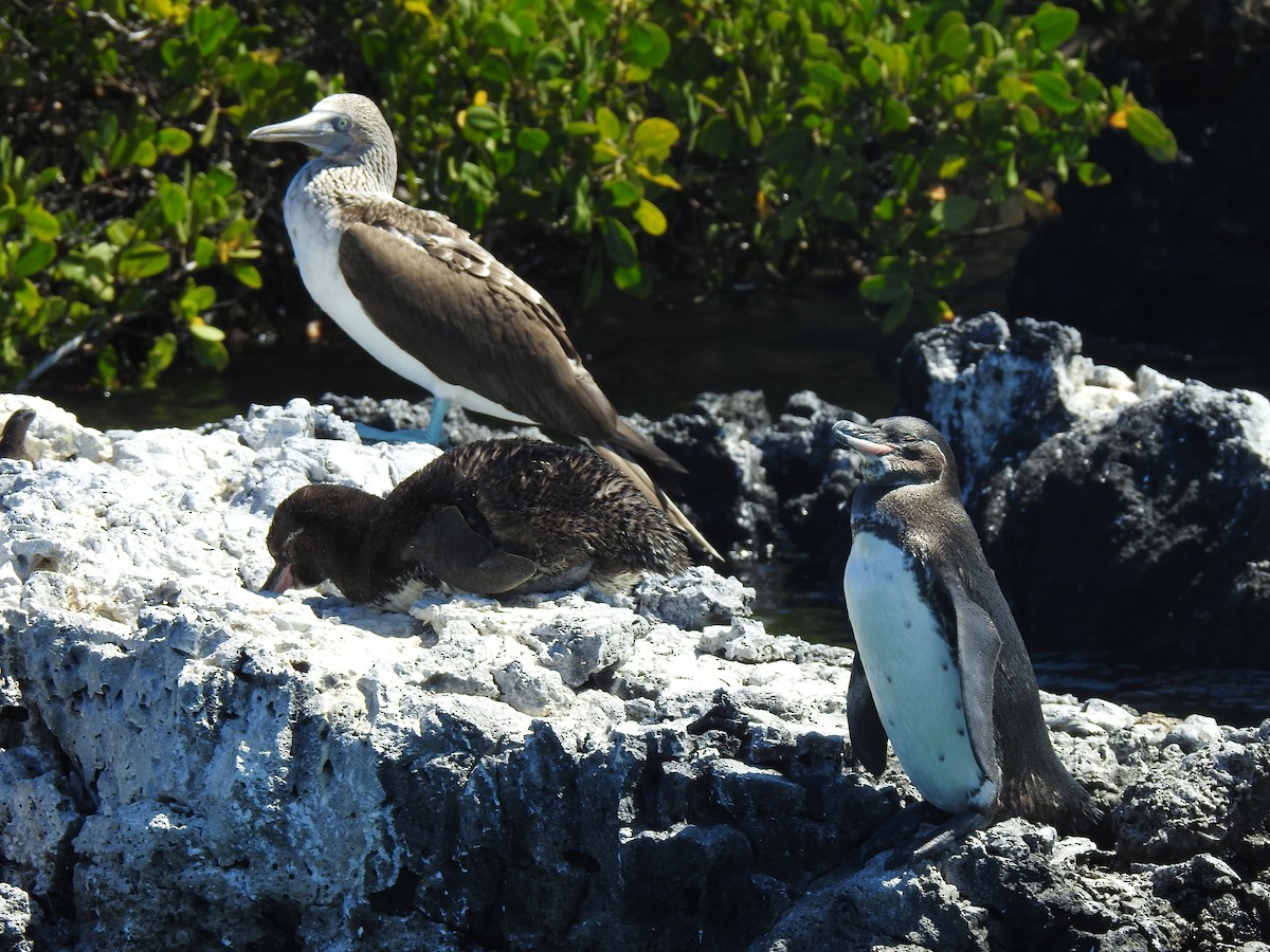 Blue-footed Booby - ML639707927