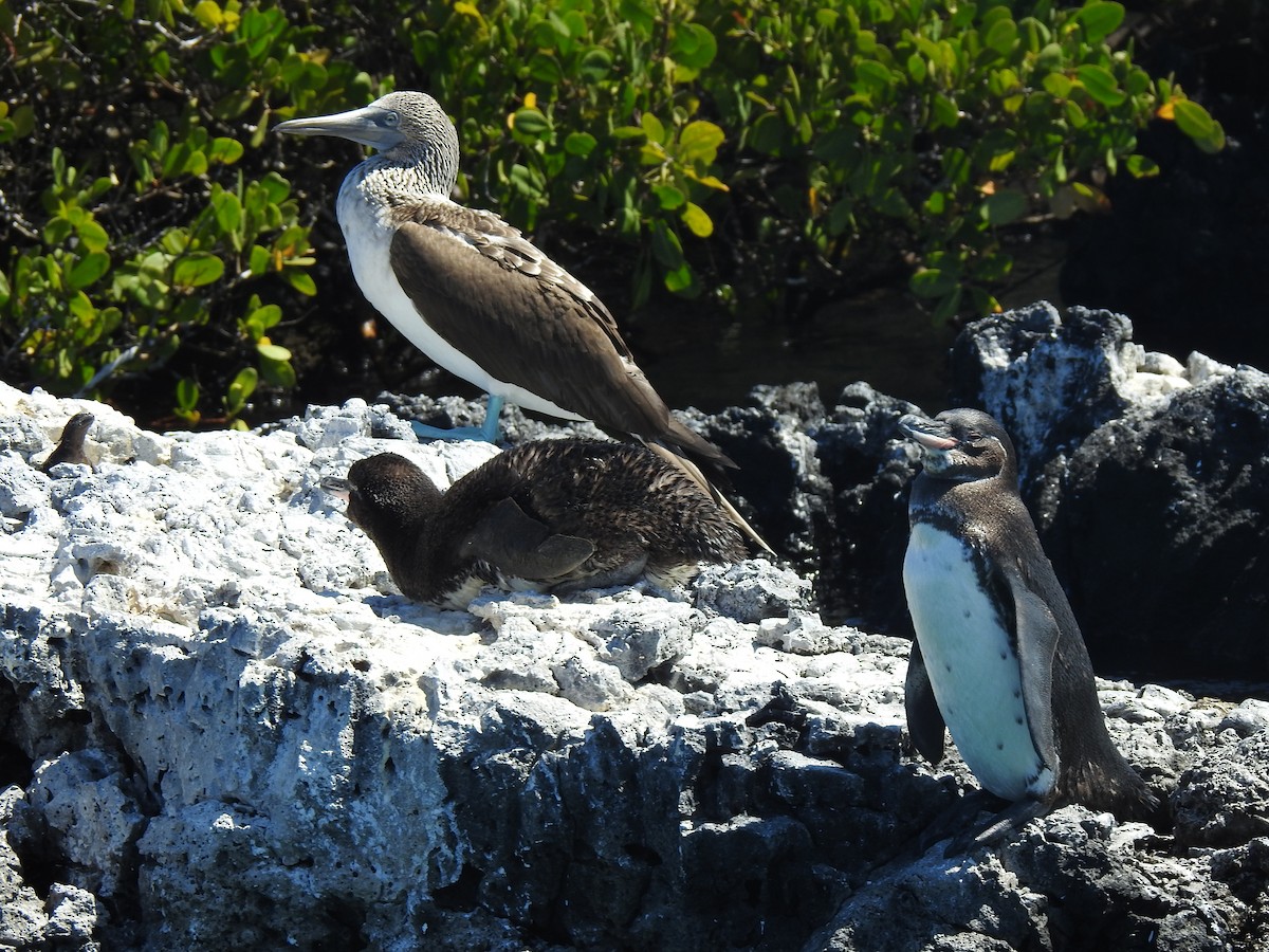 Blue-footed Booby - ML639707928