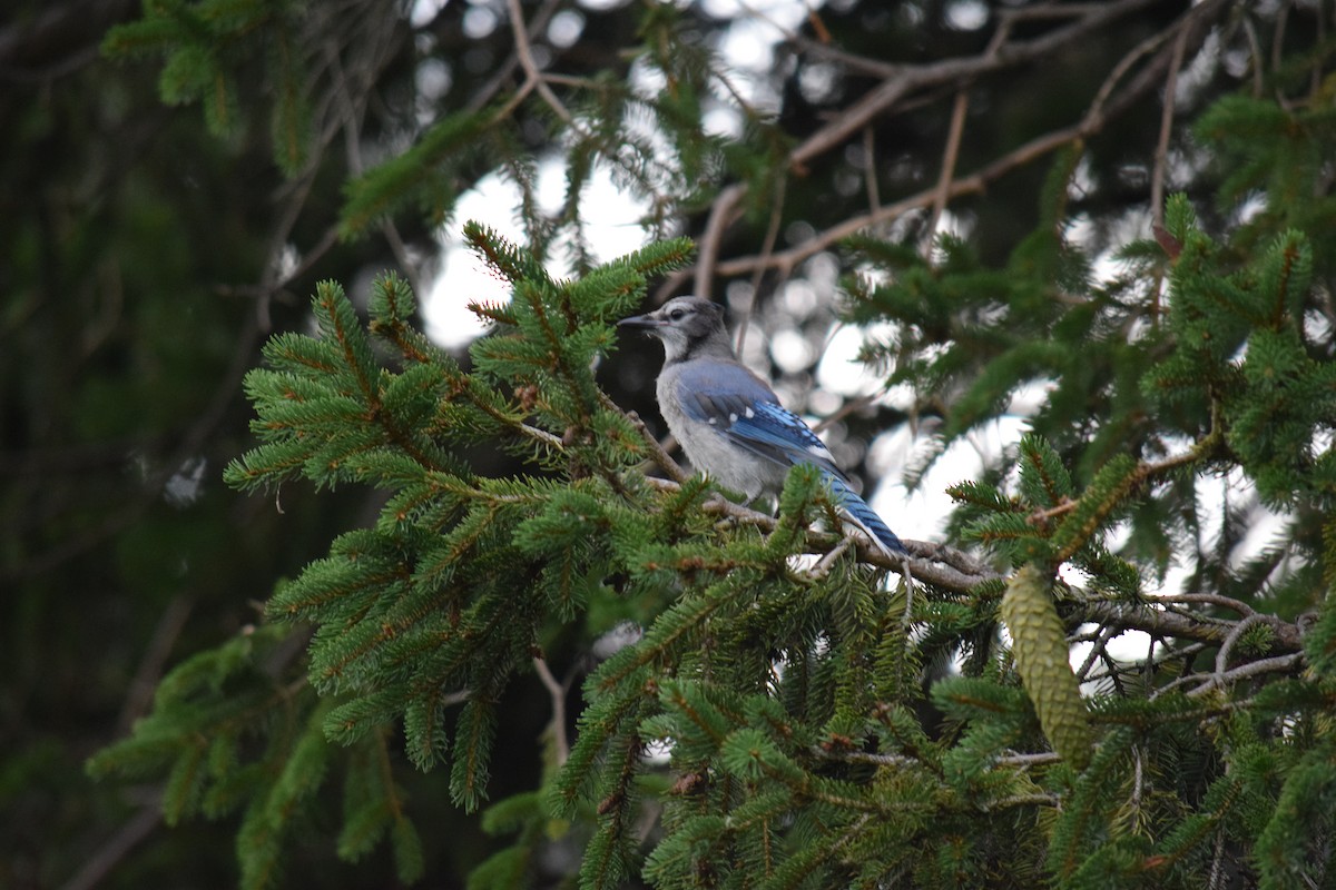 Blue Jay - ML639707929
