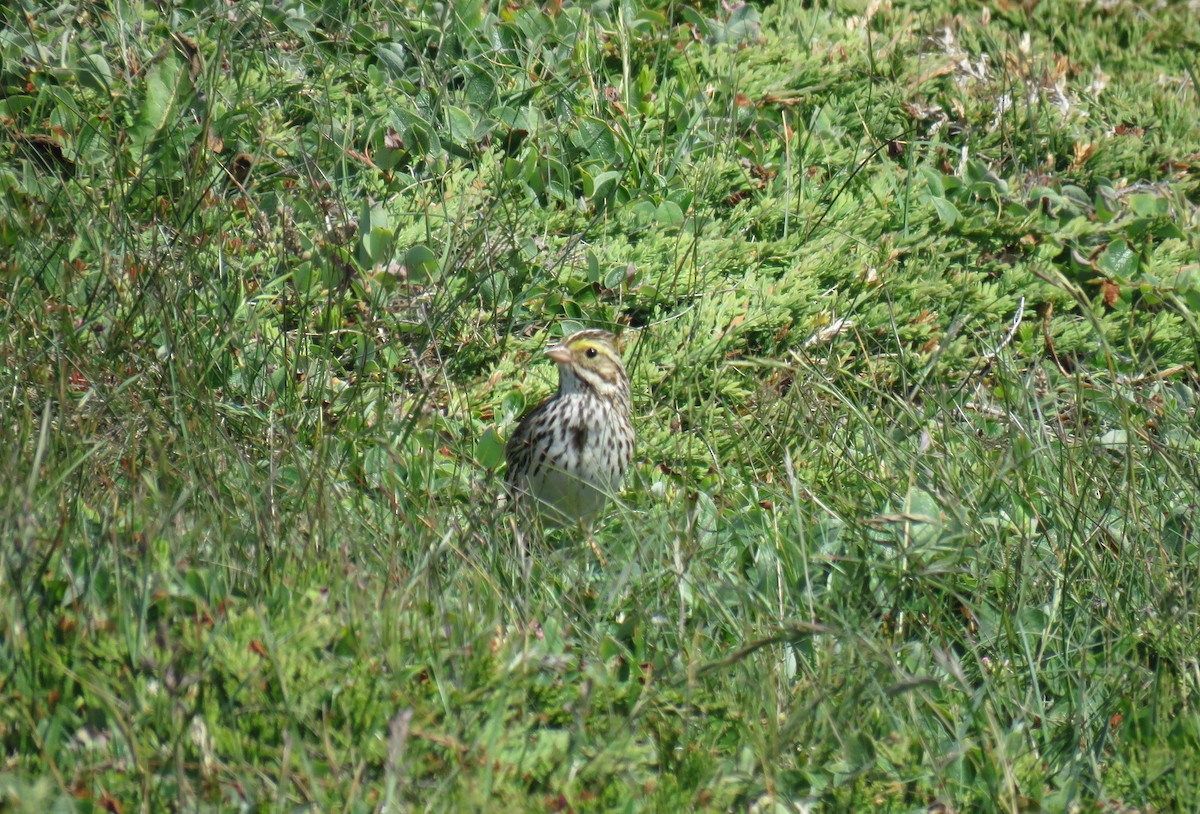 Savannah Sparrow - ML639707930