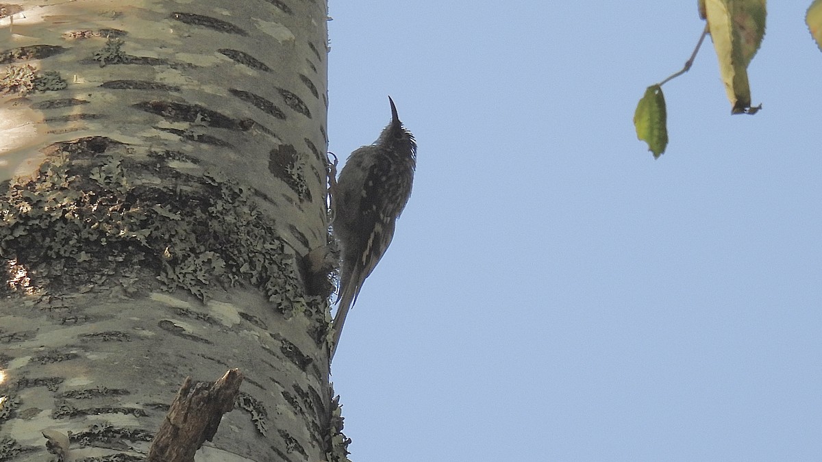 Brown Creeper - ML639707944