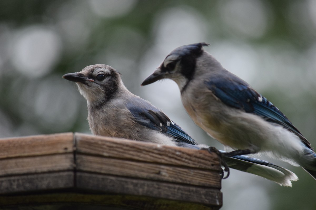 Blue Jay - ML639707945