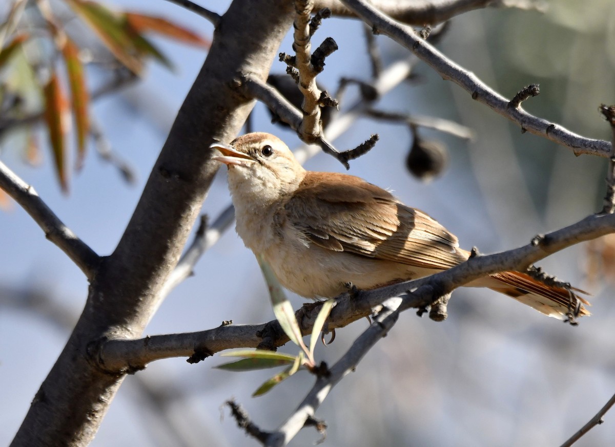 pěvec ryšavý - ML639707965