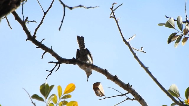 Tooth-billed Wren - ML639707971