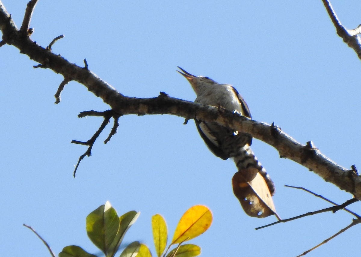 Tooth-billed Wren - ML639707973