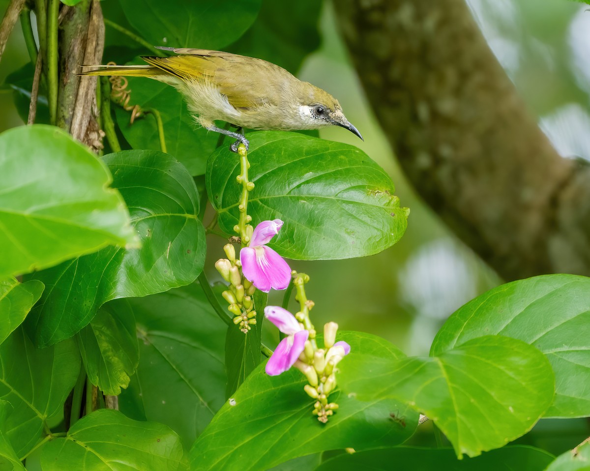 Olive Honeyeater - ML639707986