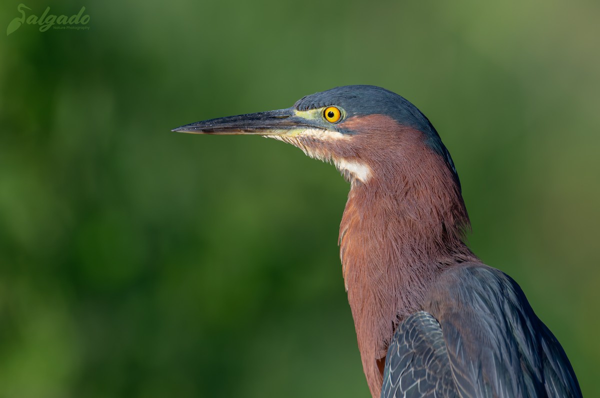 Green Heron - ML639708006