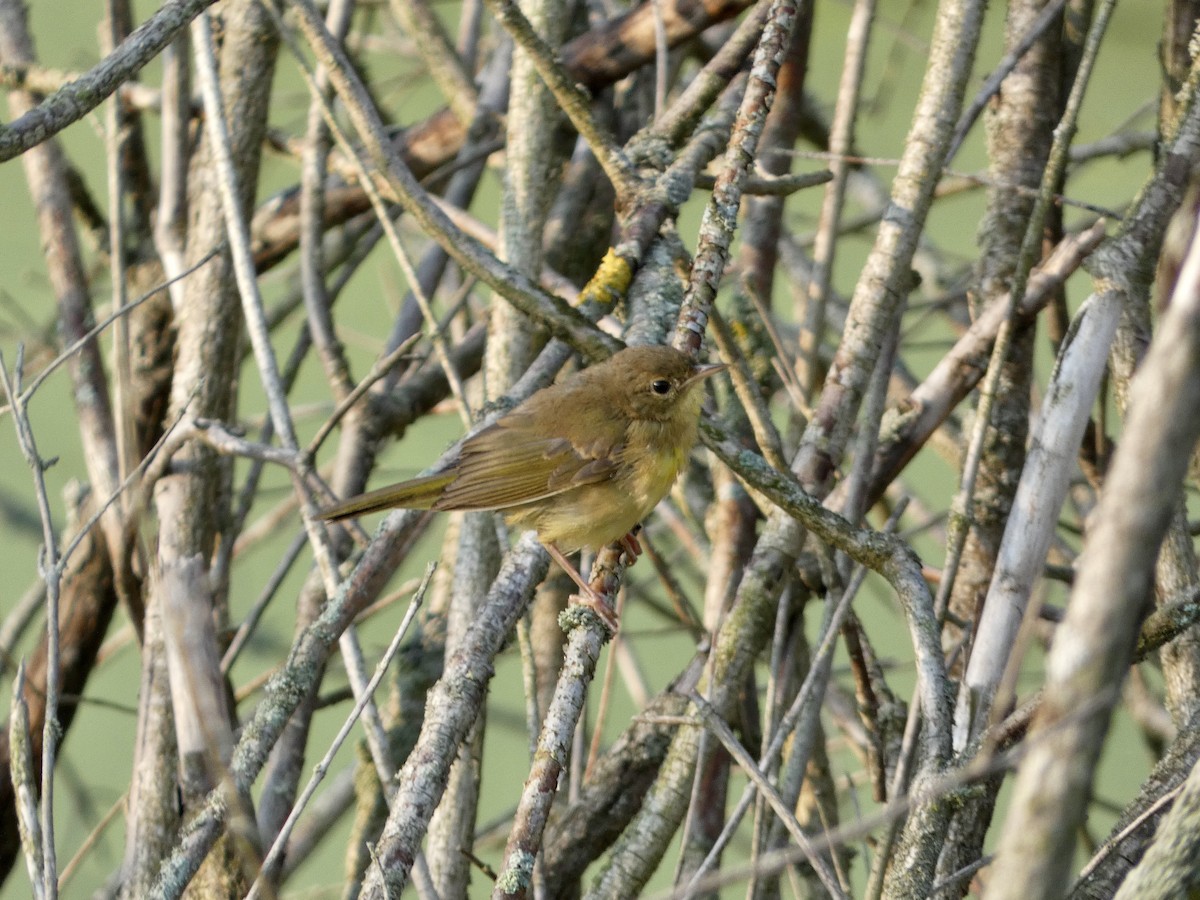 Common Yellowthroat - ML639708104