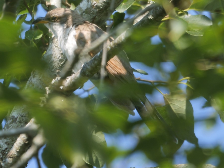 Yellow-billed Cuckoo - Roger Horn