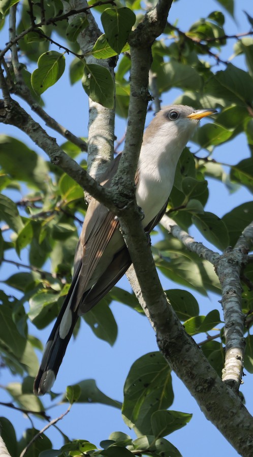 Yellow-billed Cuckoo - Roger Horn