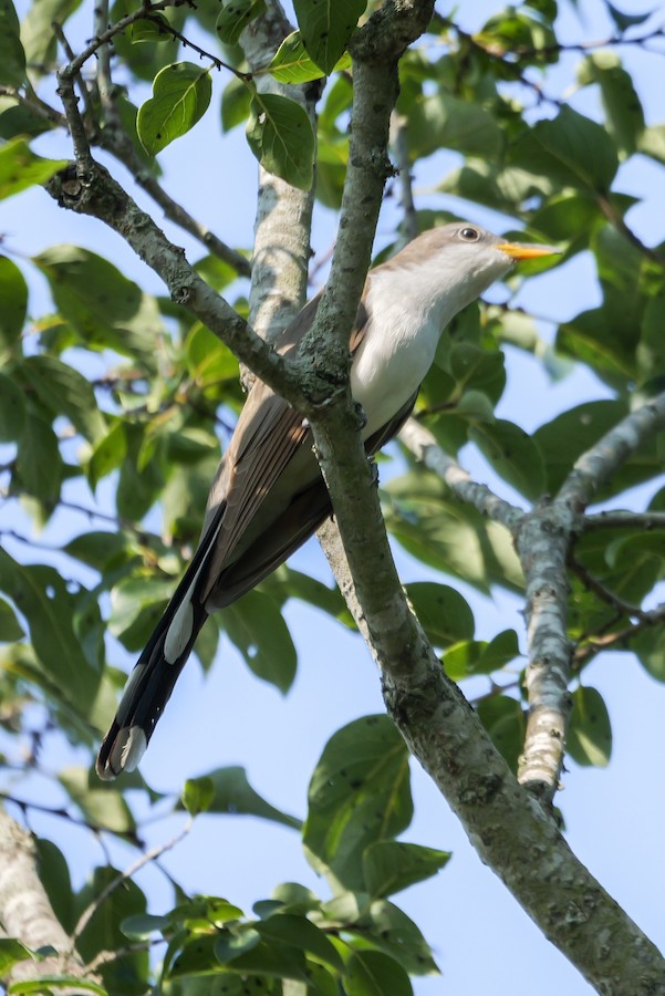 Yellow-billed Cuckoo - Roger Horn