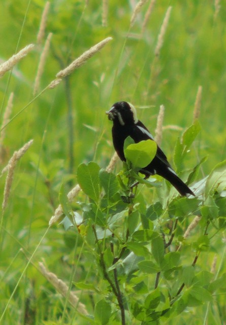 Bobolink - ML639708182