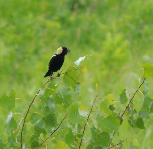 Bobolink - ML639708183