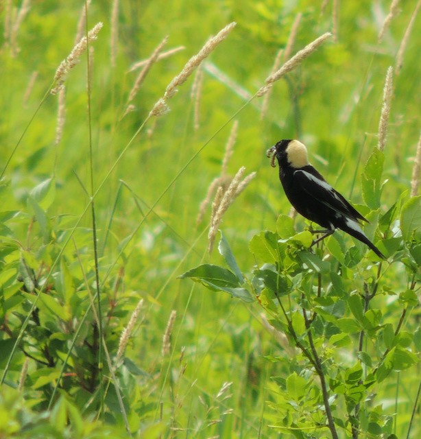 Bobolink - ML639708184