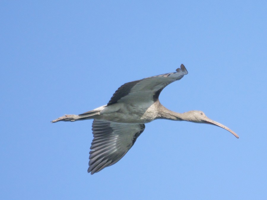 White Ibis - Roger Horn