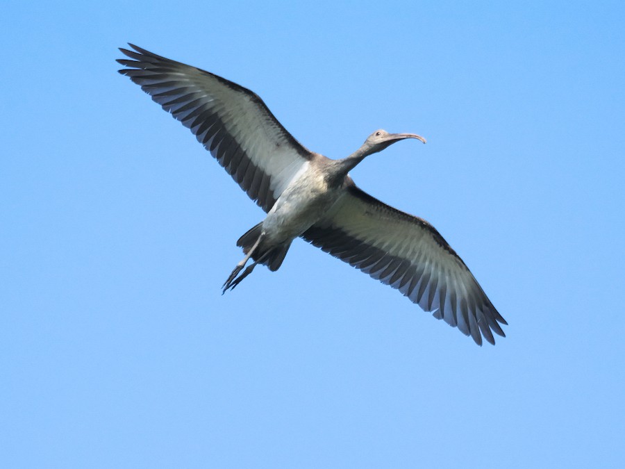 White Ibis - Roger Horn