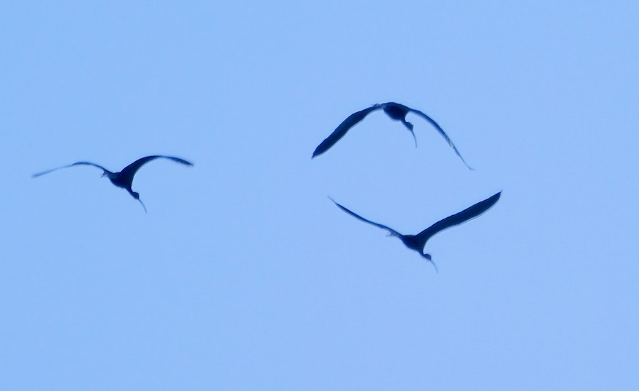 Glossy Ibis - Roger Horn