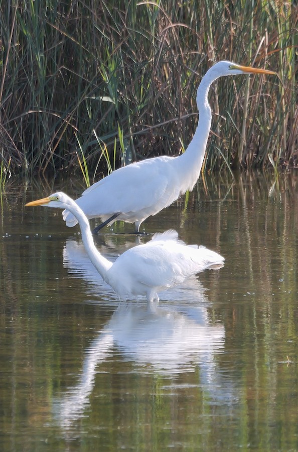 Great Egret - Roger Horn