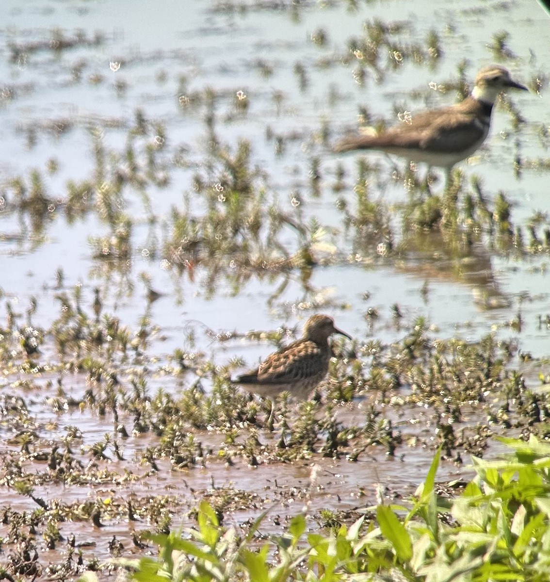Sharp-tailed Sandpiper - ML639708240