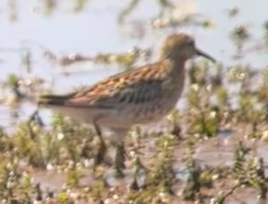 Sharp-tailed Sandpiper - ML639708243