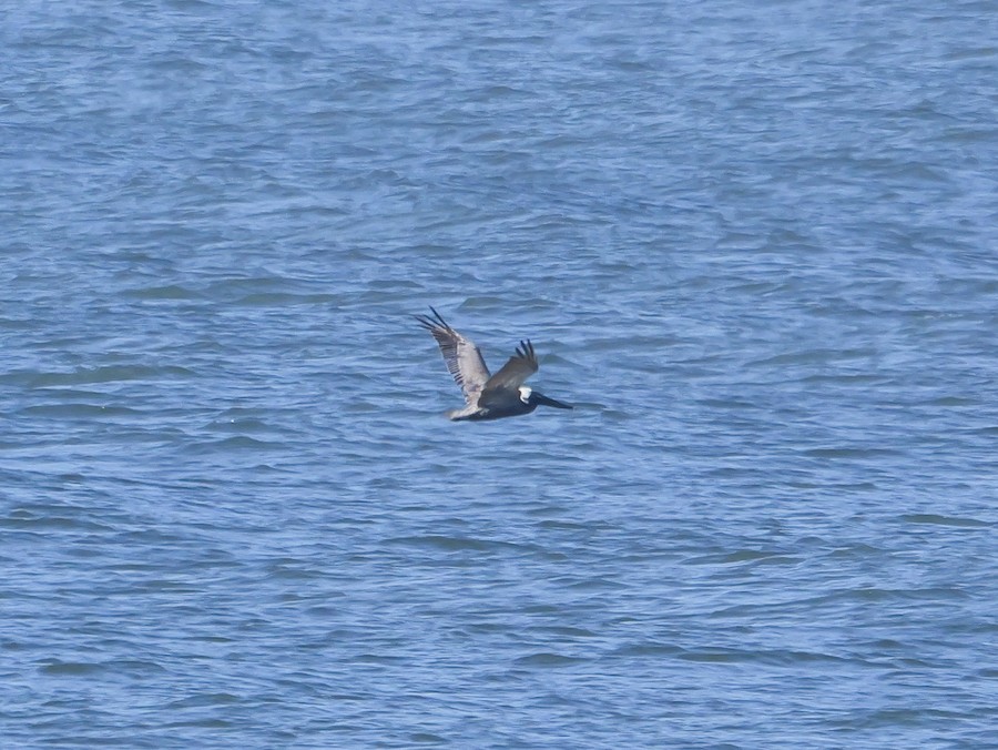 Brown Pelican (Atlantic) - Roger Horn
