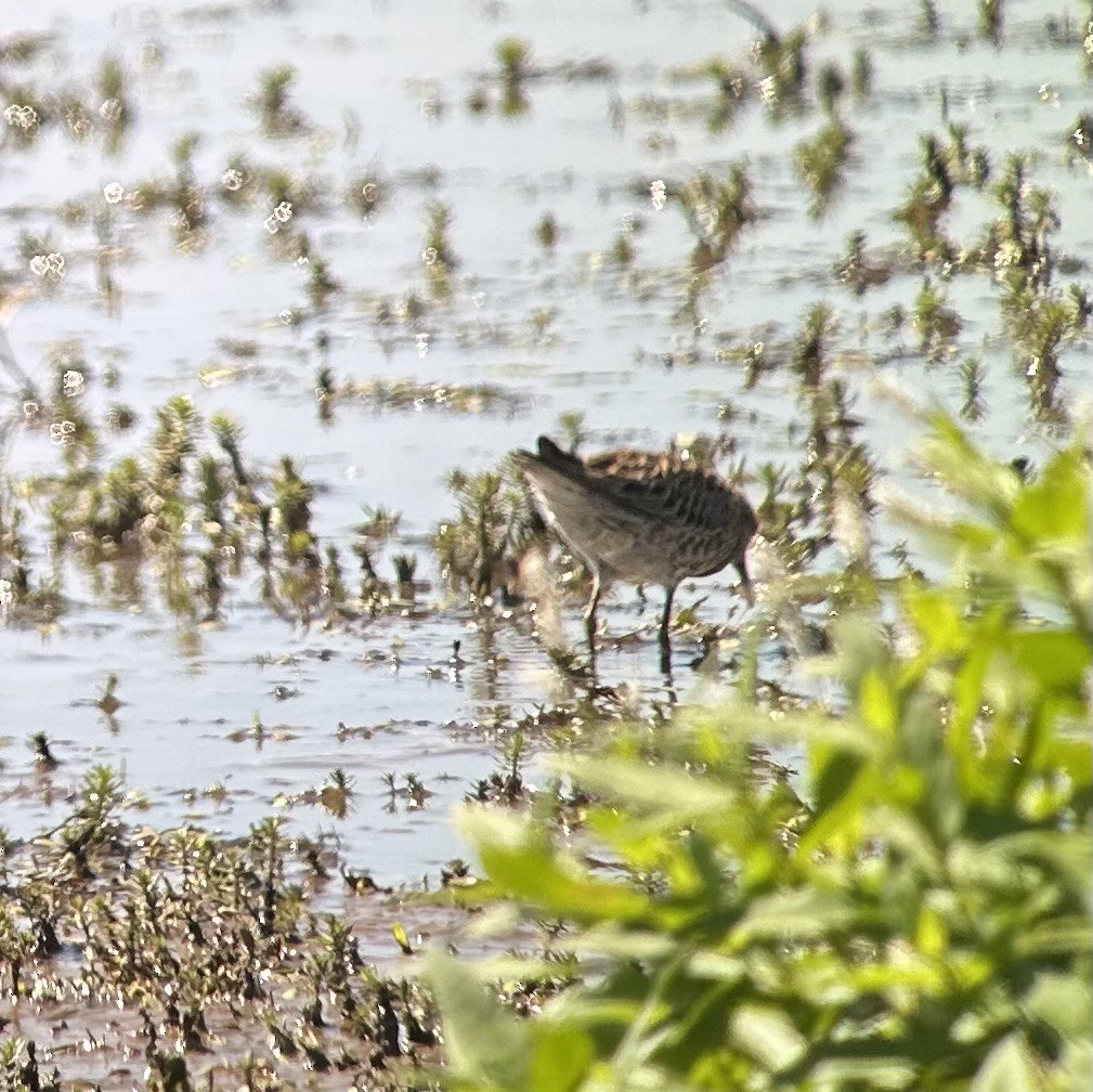 Sharp-tailed Sandpiper - ML639708247